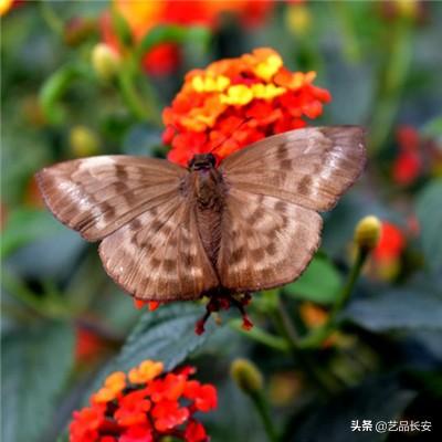 资阳