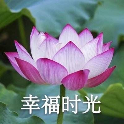 4399高清手机在线观看