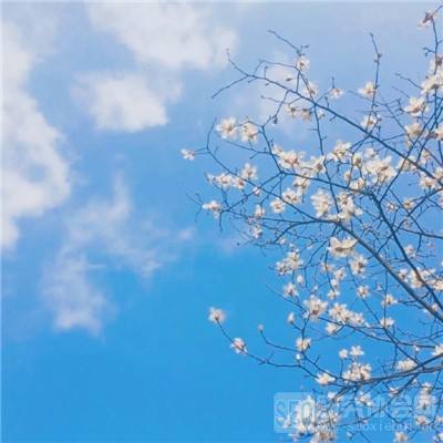 杨贵妃映像画网页入门