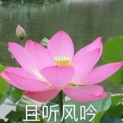 杨思敏全集1一5集正版hd