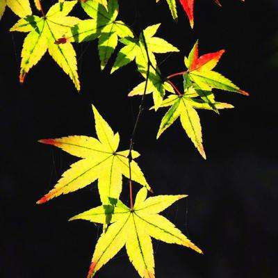 镜界