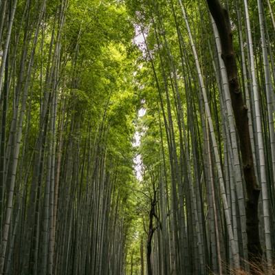 城市特技摩托